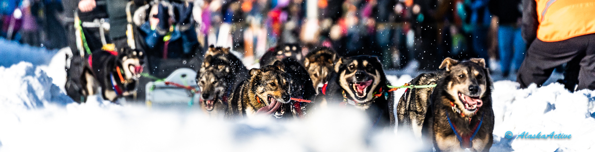 Iditarod Sled Dog Race - My First Iditarod Experience